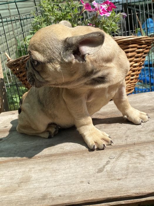 Хлопчик блакитно палевий мерле