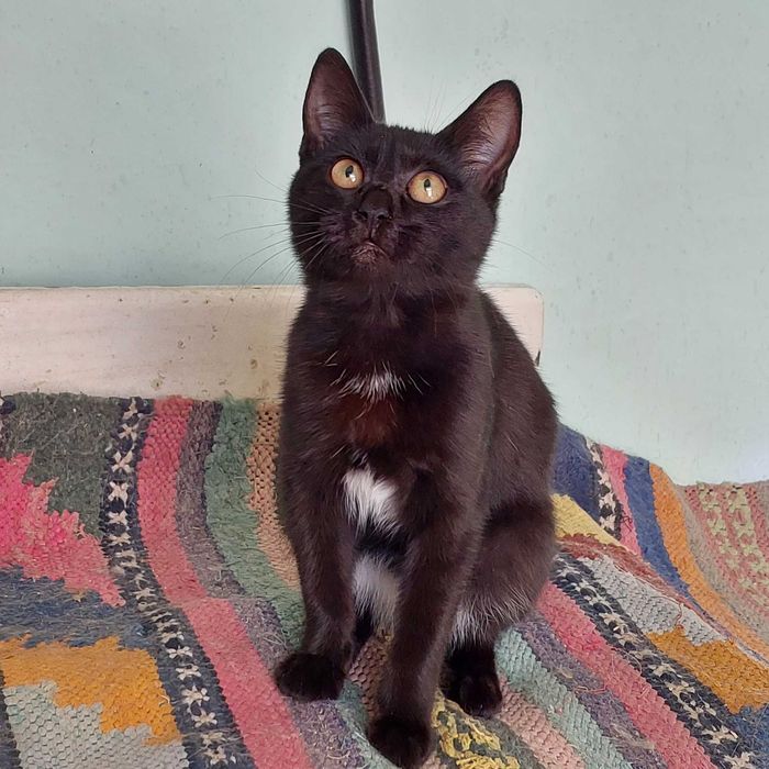 Чорна шоколадочка чекає на родину.