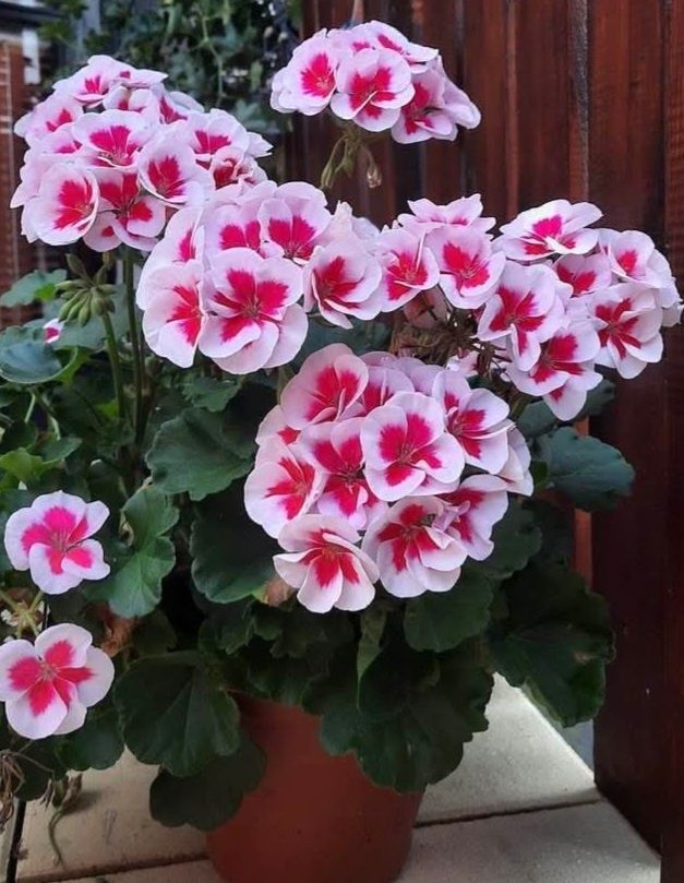 Sadzonki Pelargoni do doniczek na balkony kwitnie do jesieni sadzonki