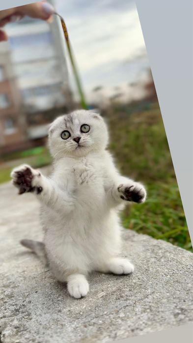 Котенята гарненькі шотландці срібні біленькі кошенятка висловух