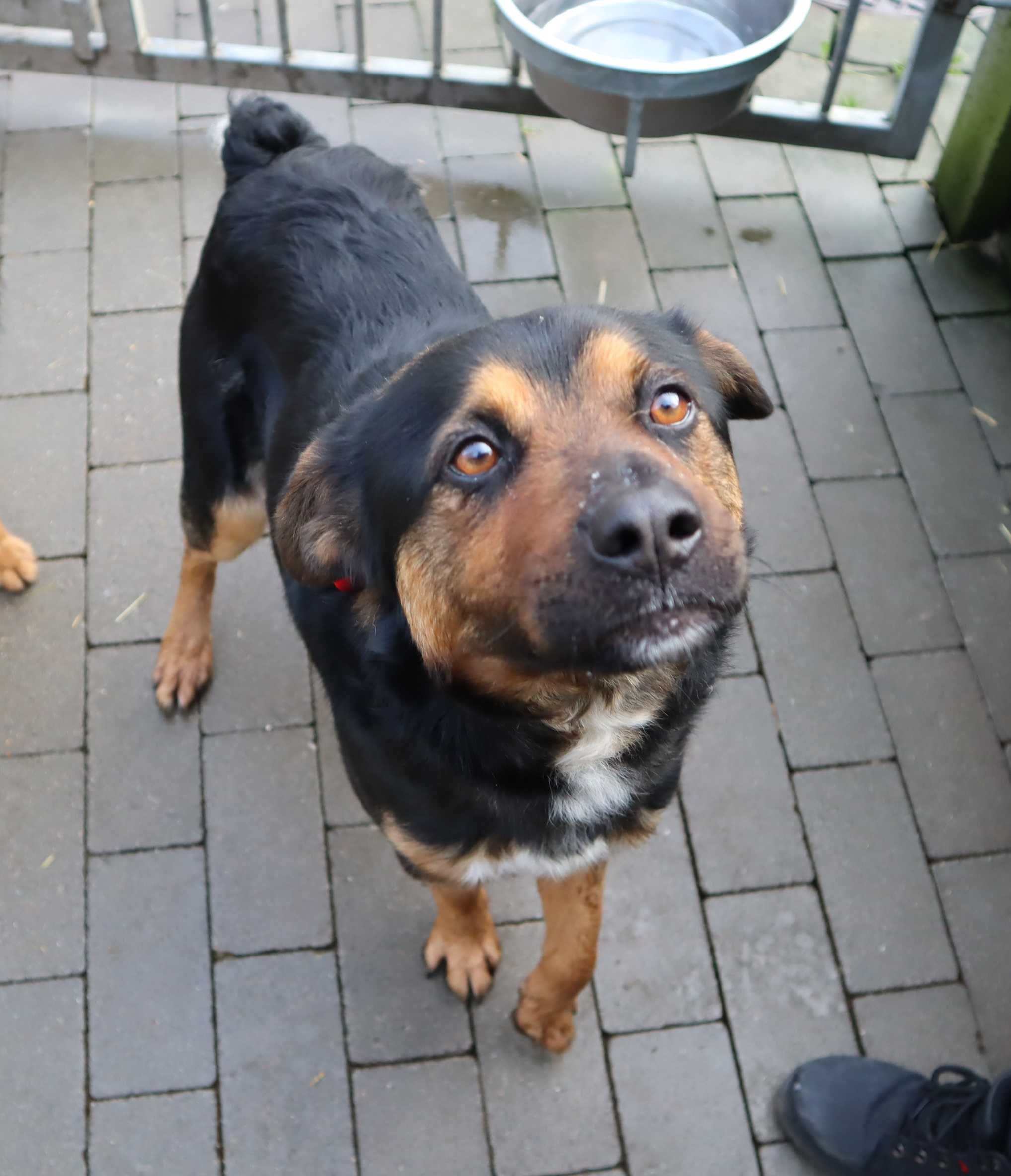 Chester - 2 letni wesoły pies ze schroniska