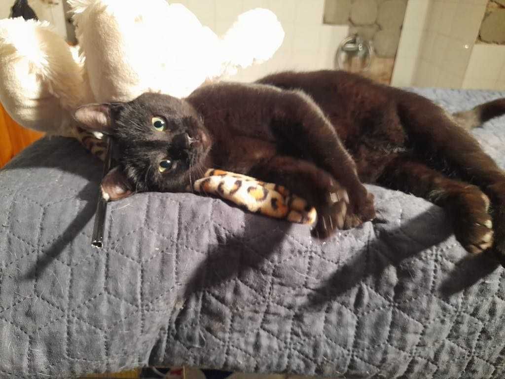 Kocie rodzeństwo poleca się do adopcji