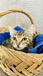 Котенок 2.5 месяца девочка