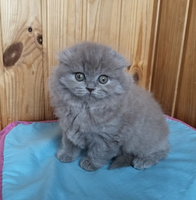 Лілова пухнаста дівчинка fold