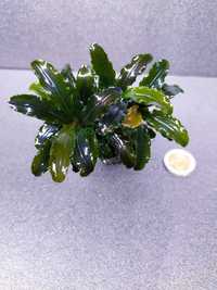 Bucephalandra theia