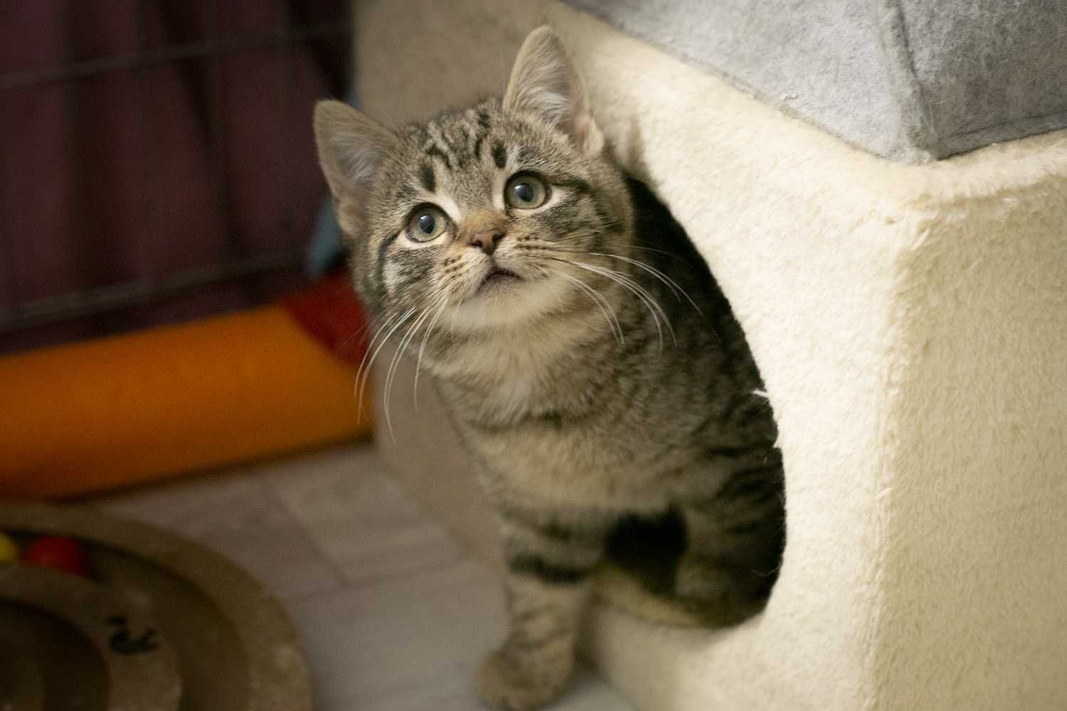 Kiara - kotka do adopcji
