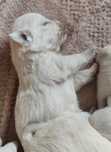 West highlights white terrier dziewczynka