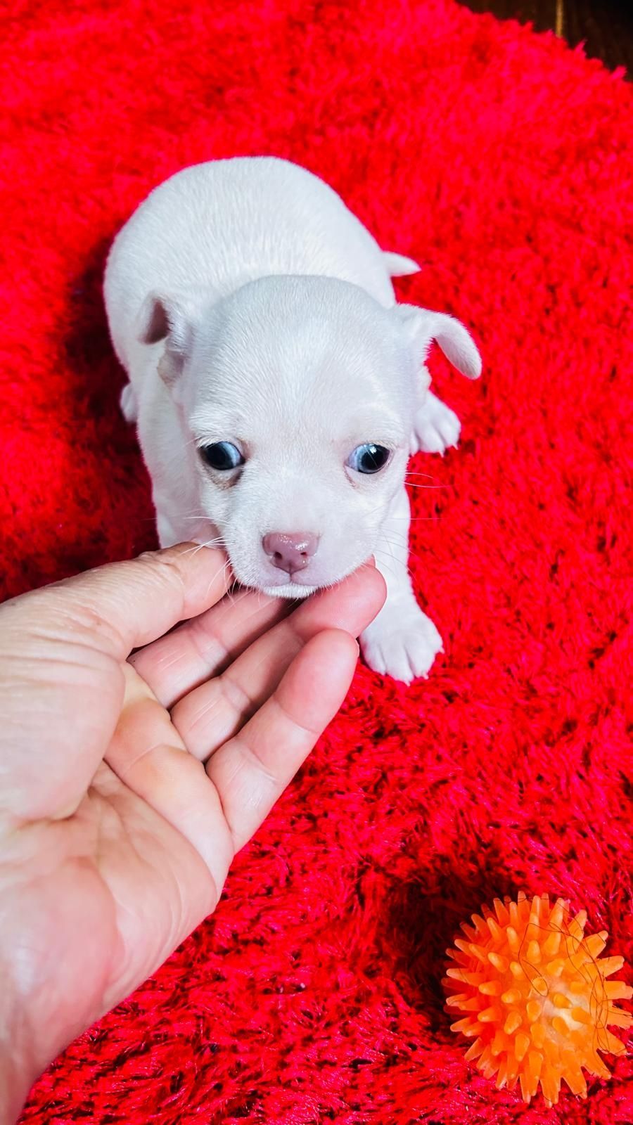 Chihuahua macho mini
