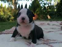 American Bully Abkc