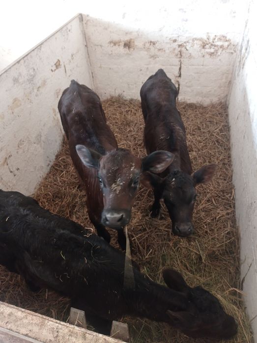 Cielak jałówka mięsna 10 sztuk