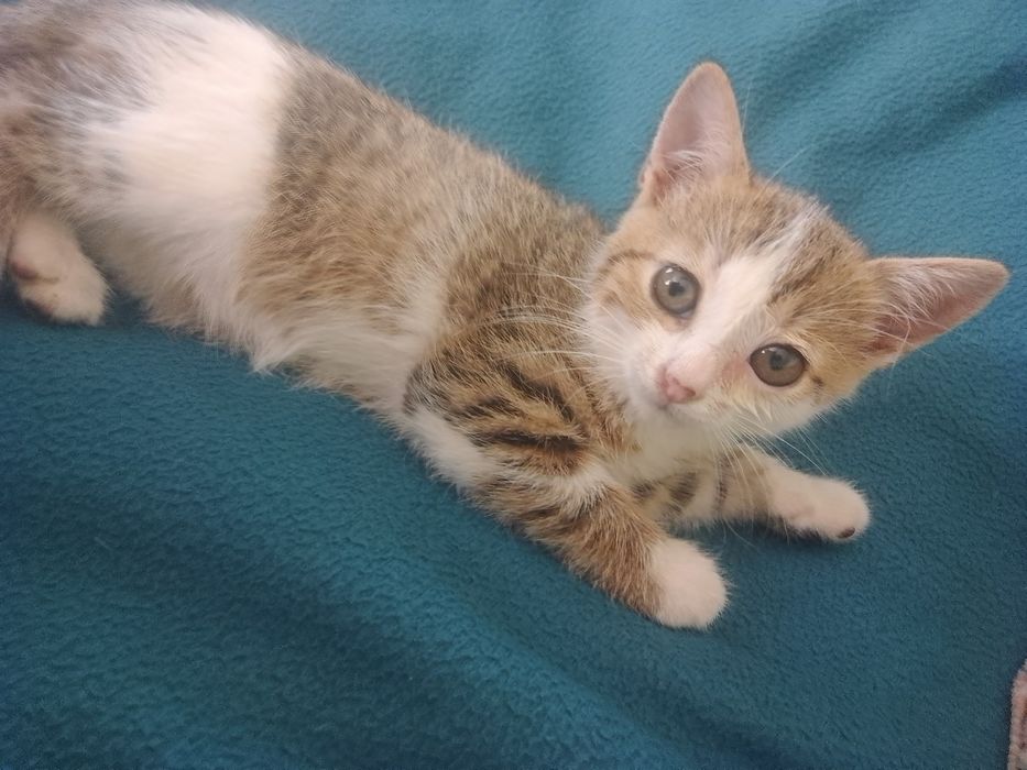 Отдам кошечек 2 мес