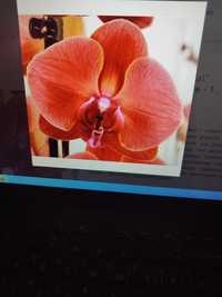 Орхидея Asian Coral детка.