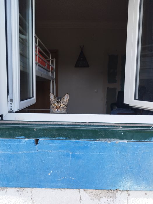 Gatinha para adoção responsável