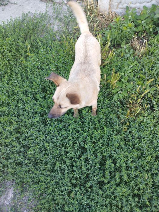 Віддам в добрі руки собаку