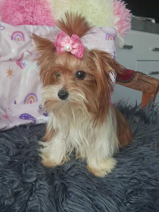White ocean pearl Yorkshire terrier miniaturka suczka paszport