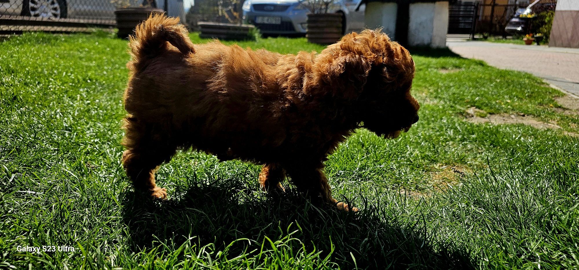 Pudel toy 100 % red Piesek