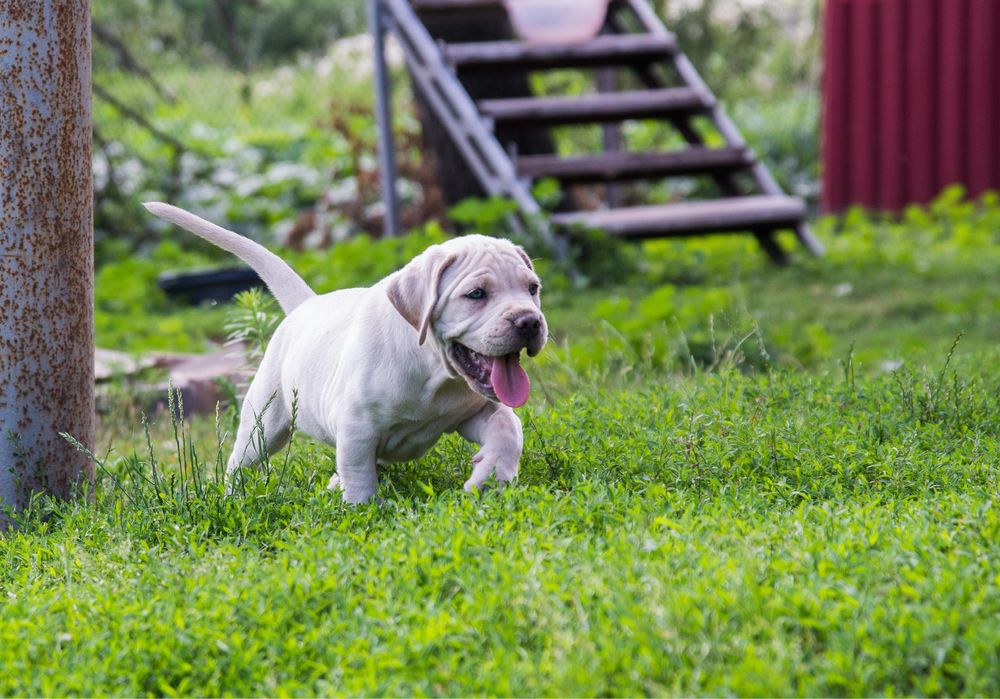 Щенок Кане Корсо , cane corso , пшеничний