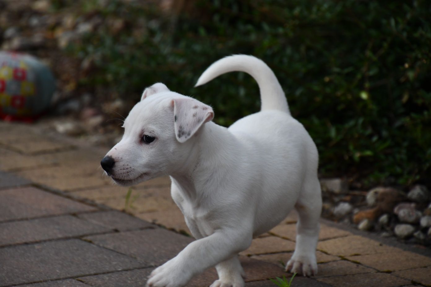 Piękny piesek Jack Russell Terrier!