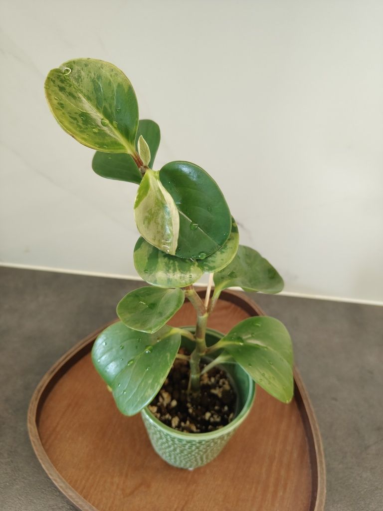 Peperomia variegacja