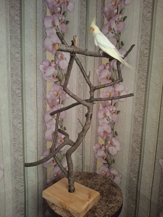 Стенд/присада для папуги