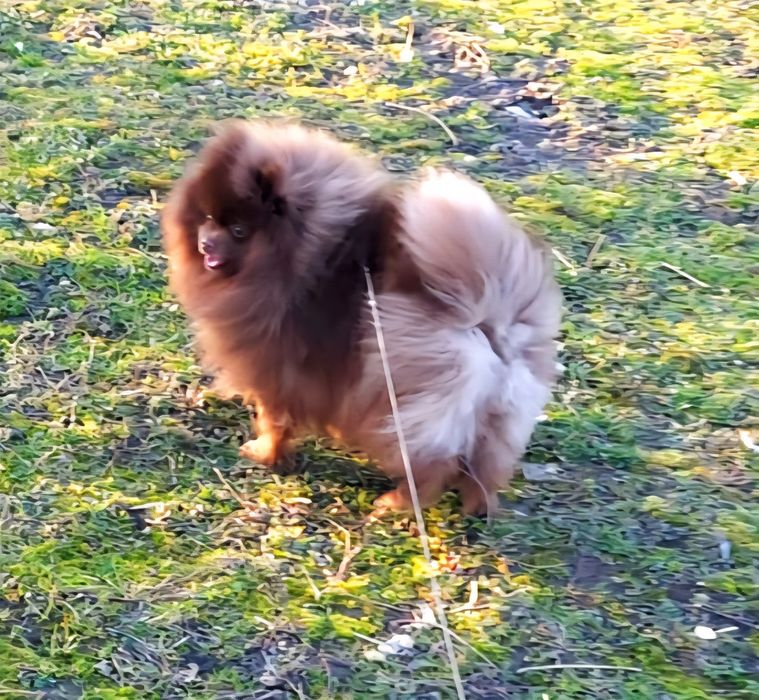 Reproduktor szpic pomeranian