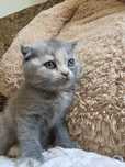 Scottish Fold Femea