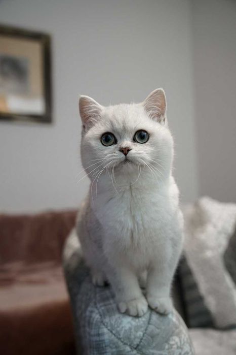 Kocięta Koty brytyjskie(WCF) kotki,kotka,kocur-Brytyjczyk,brytyjczyki