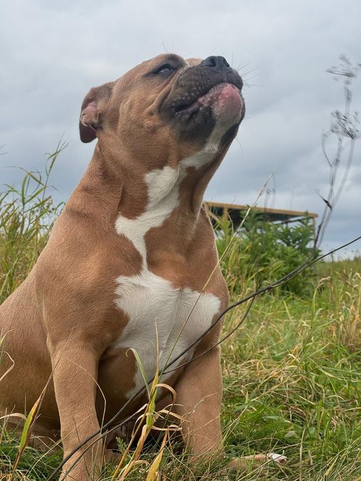 American bully suczka pocket