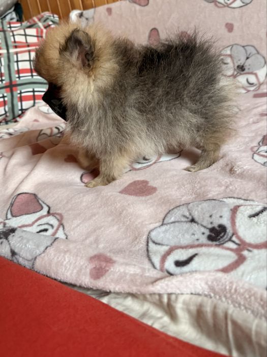 Szpic miniaturowy pomeranian