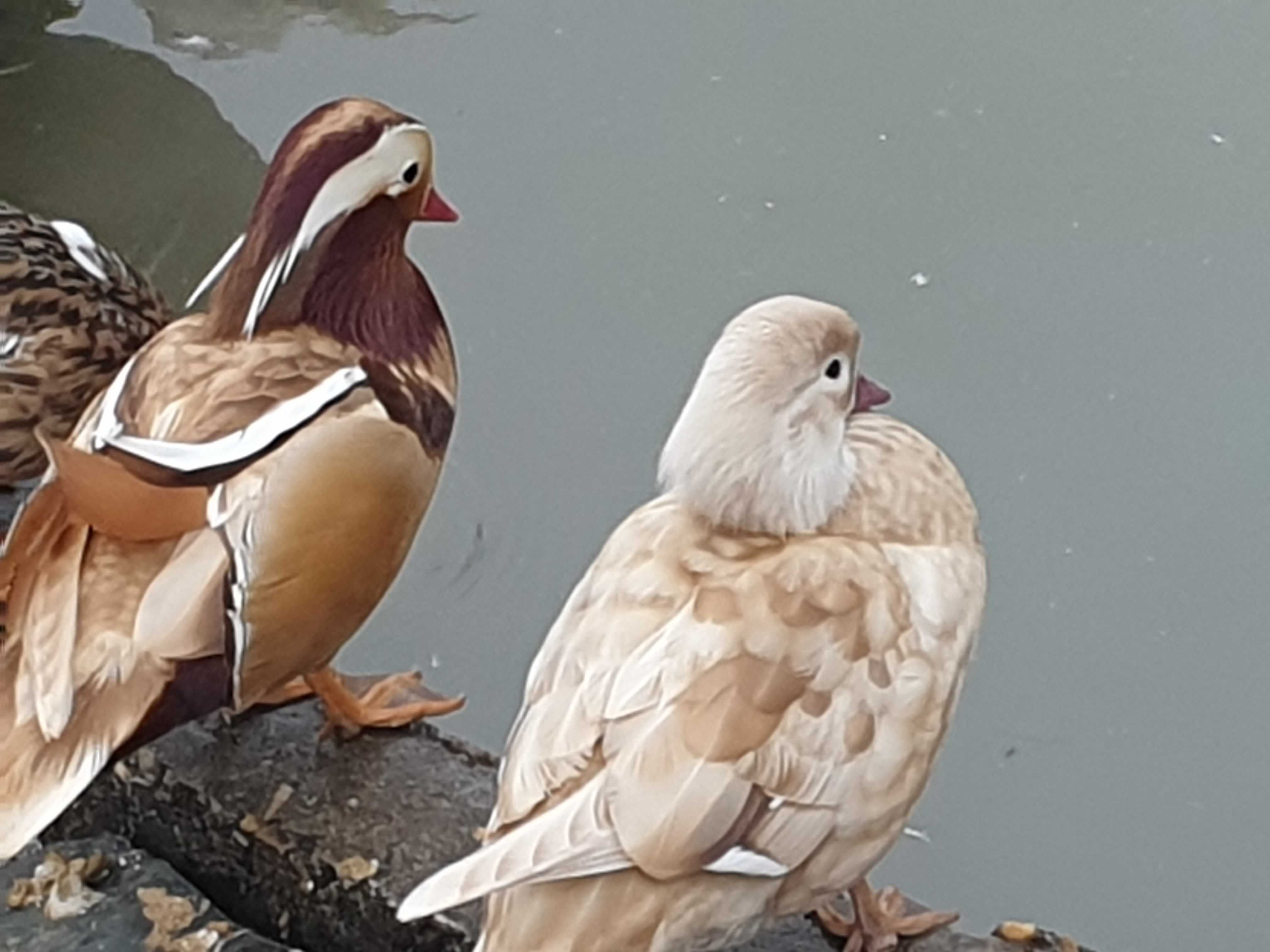 Perus patos galinhas gansos