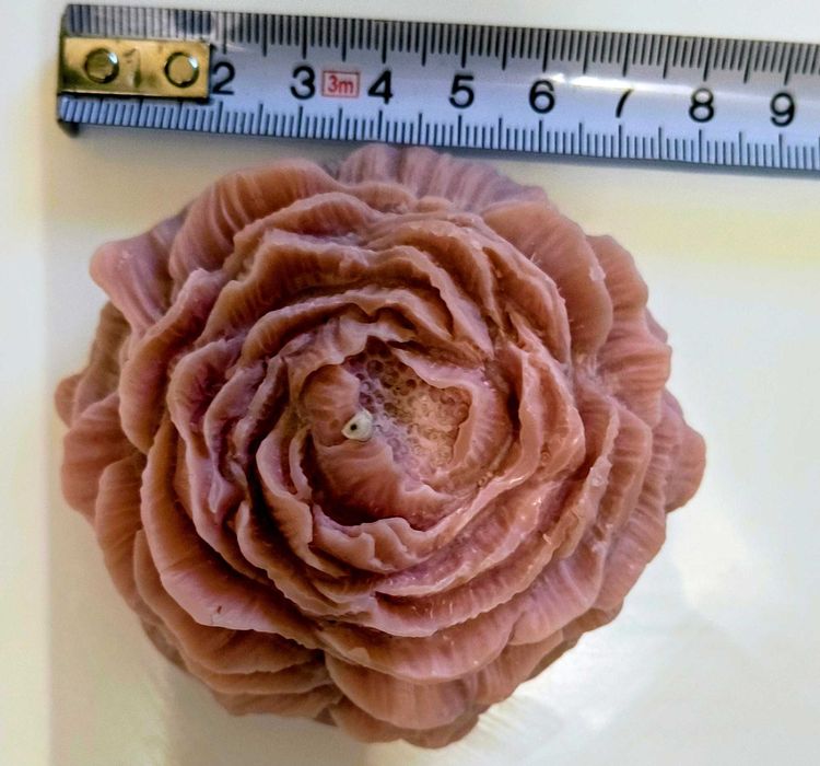 Świeca sojowa peonia