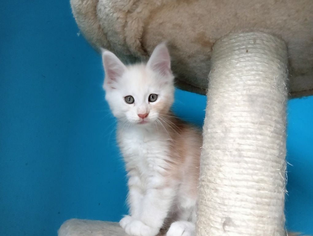 Maine coon rudy srebrzysty kocurek z rodowodem FPL