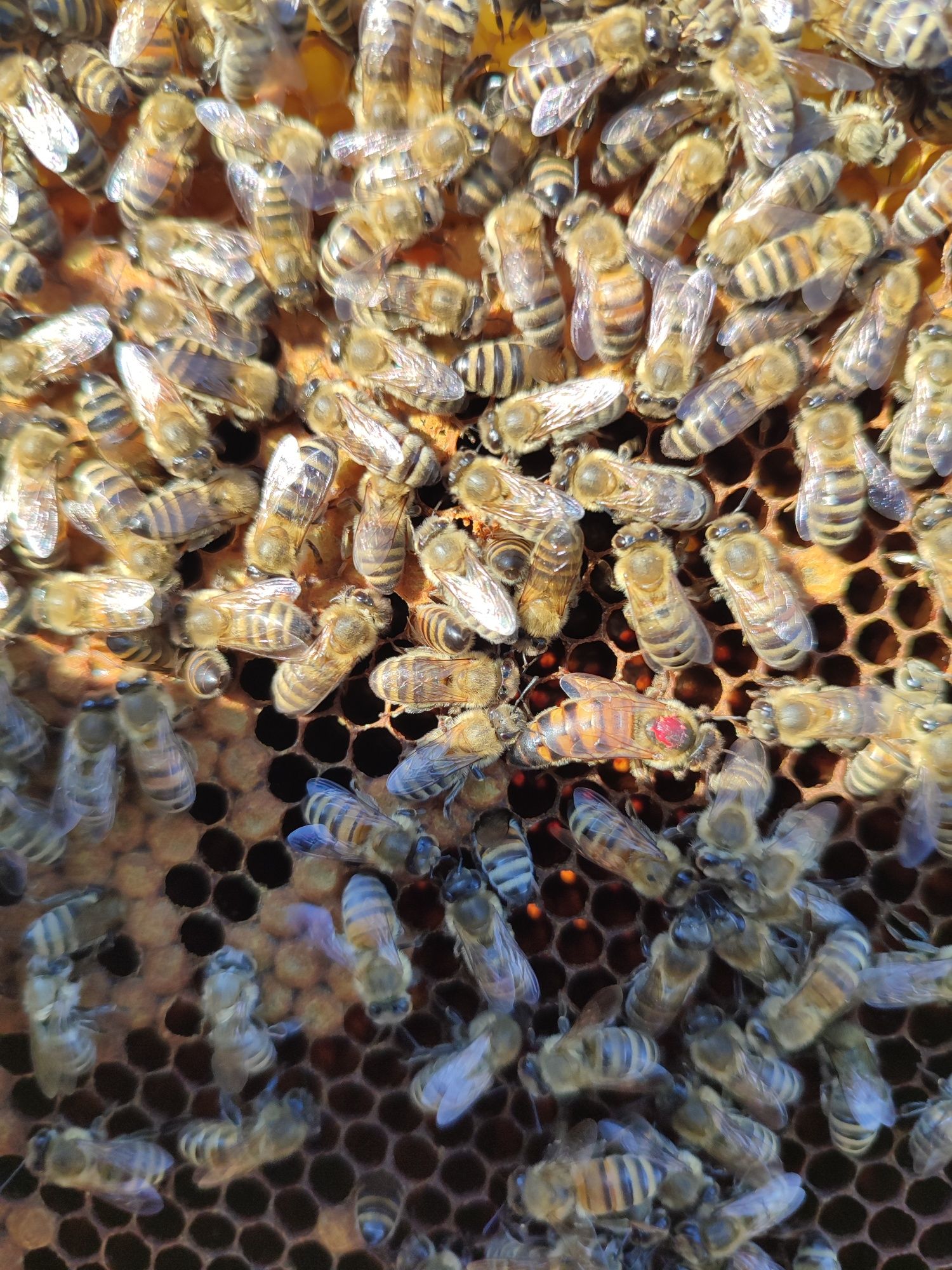 Matki pszczele , nieunasiennione kortówka jednodniówki