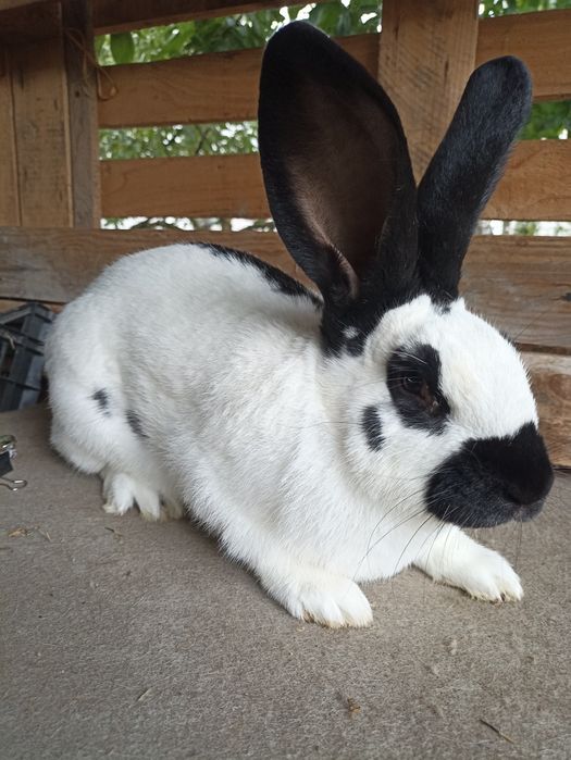 Німецький Строкатий Велетень