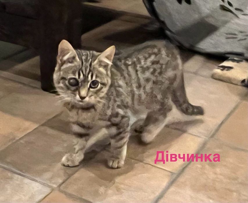 Кошеня в добрі руки