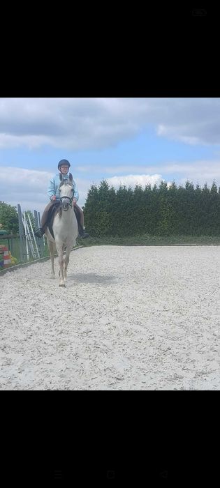 Współdziedżawa klaczy arabskiej