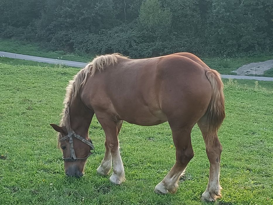 Źrebica, 13 miesięczna
