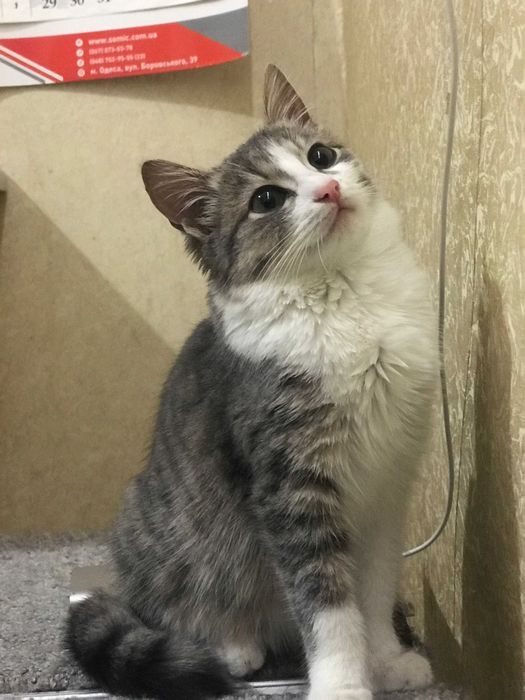 кішечка 3 місяці