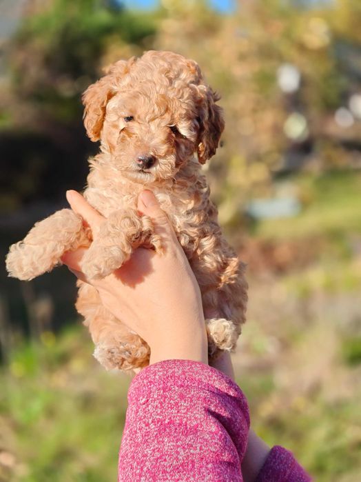 Piesek Pudel średni - rodowód ZKwP