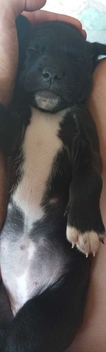 Adoção , -raça  lab pei -