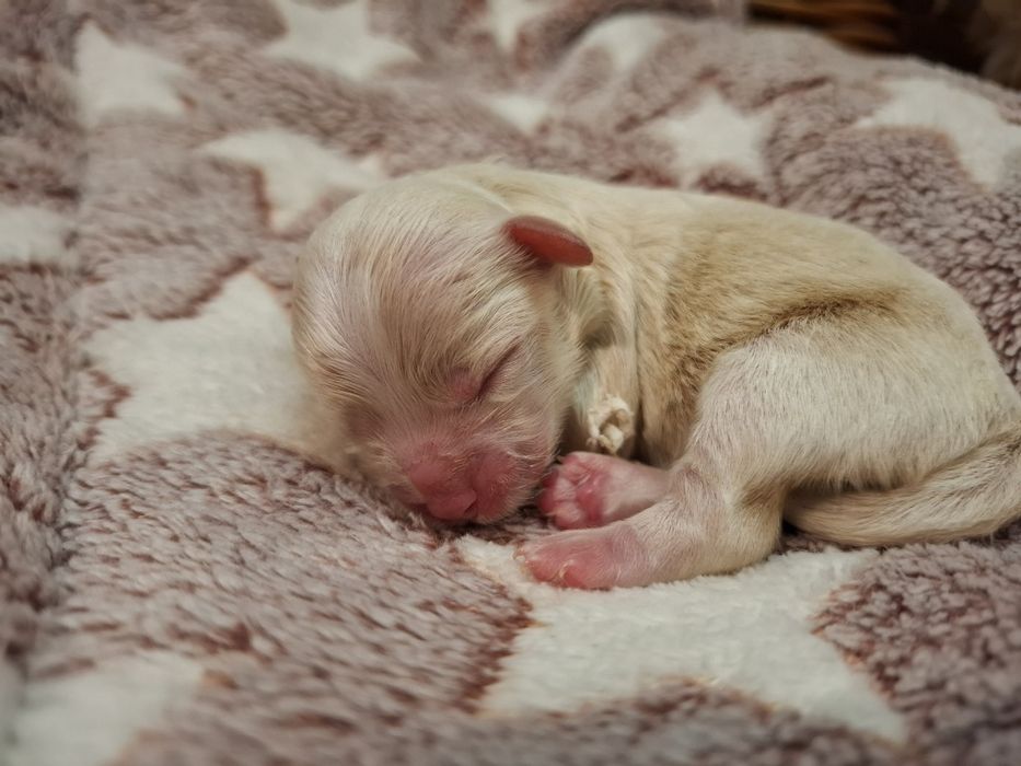 Maltipoo suczka pudel miniaturowy/maltańczyk
