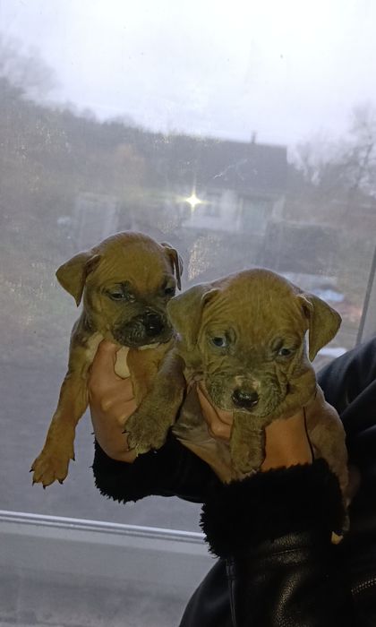 Щенки Стаффордширський тер'єр