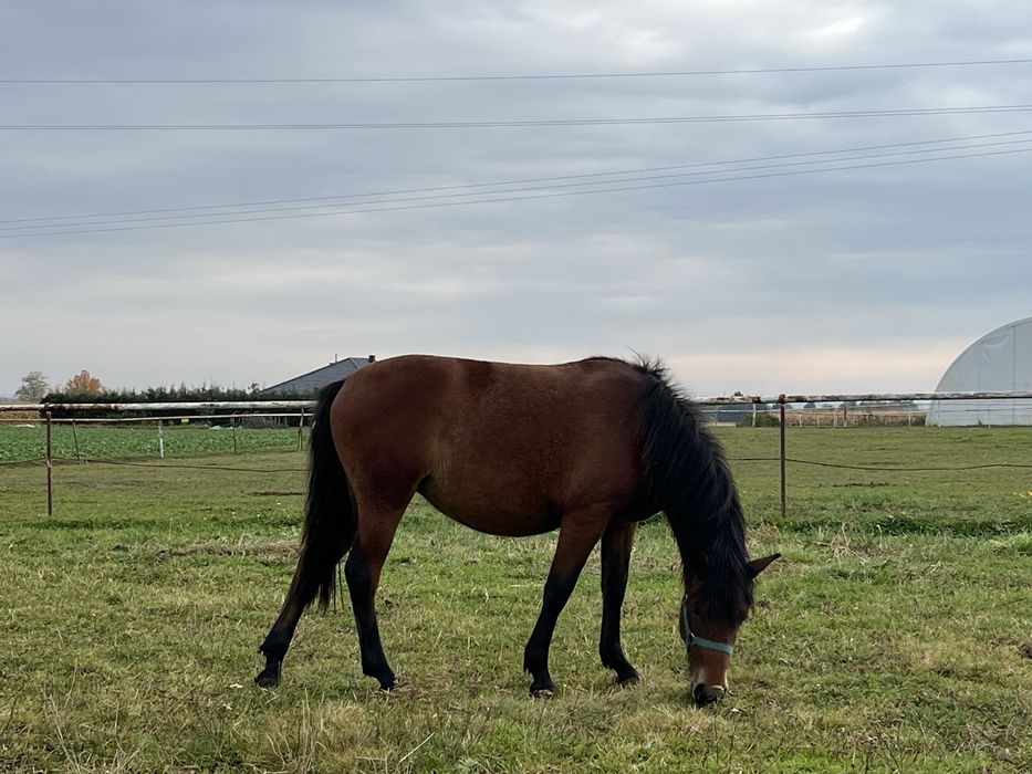 Klacz huculska  z 2024 WAKANKA