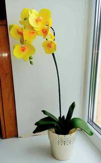 Орхідея декоративна