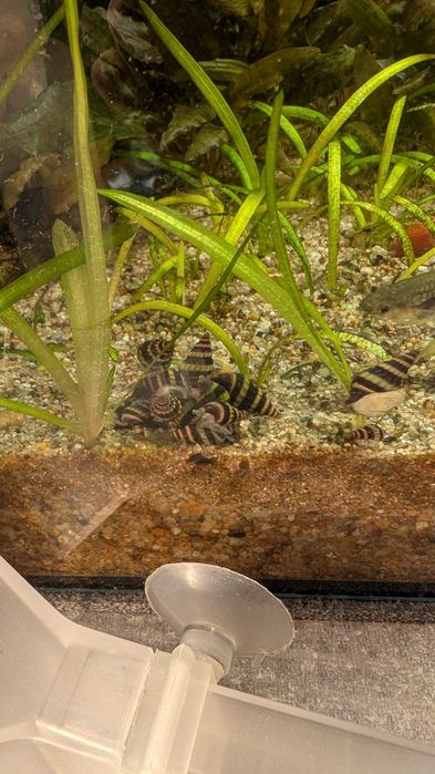 Ślimak Helenka - Clea helena