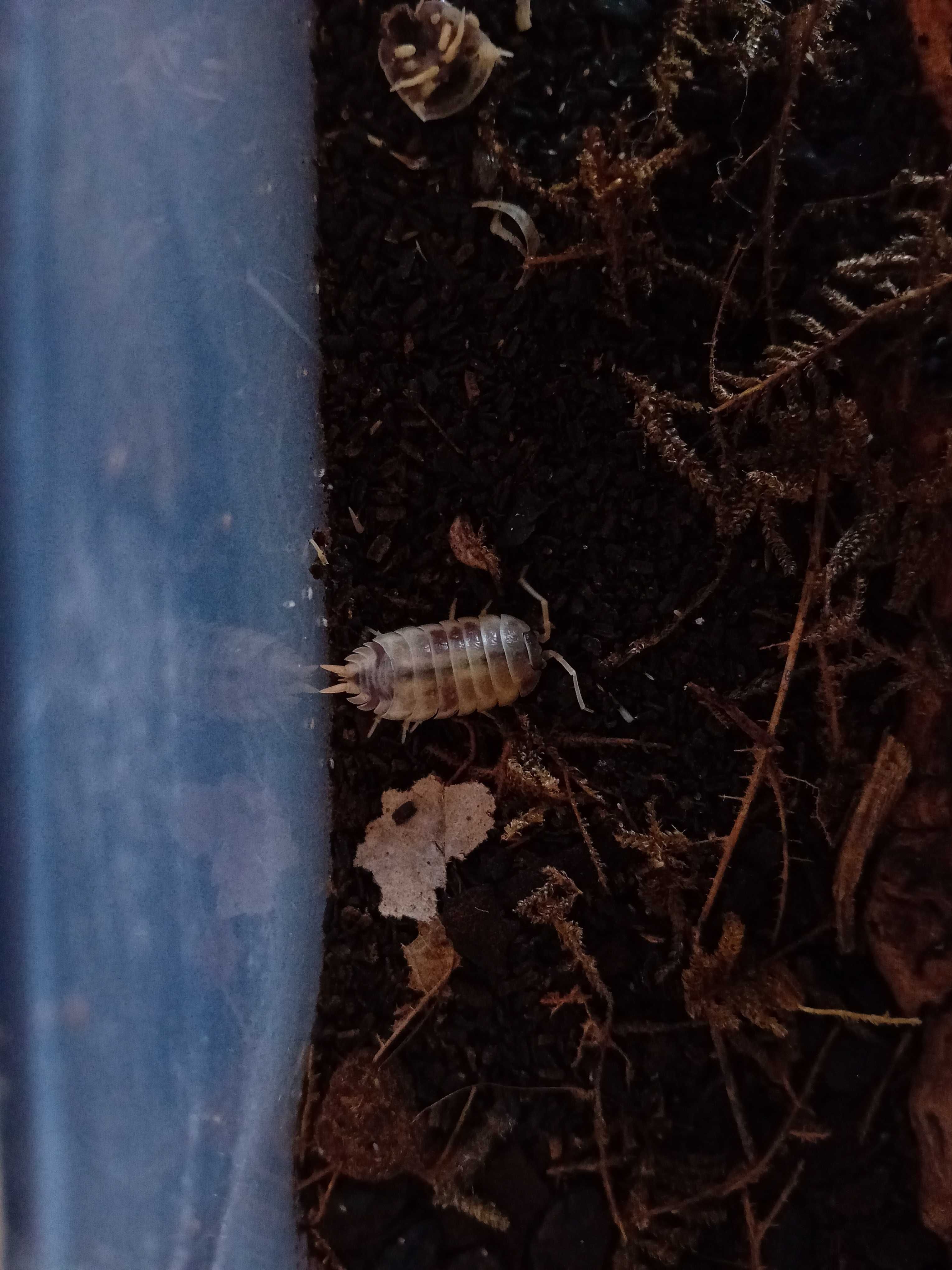 Isopods. "Bichos da conta".