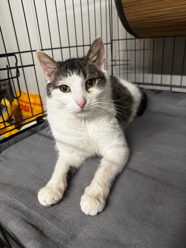Uroczy kocurek do adopcji