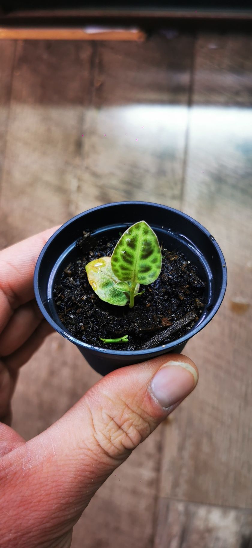 Labisia beccarii "Turtle Back"