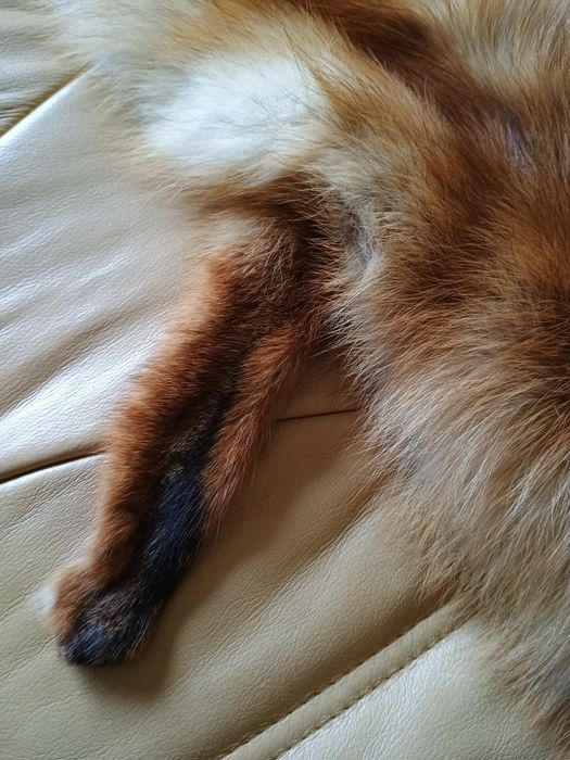 Naturalny szal/kołnierz z futra lisa rudego