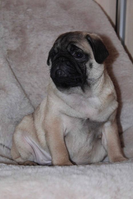 Бомбезні мопсюлі